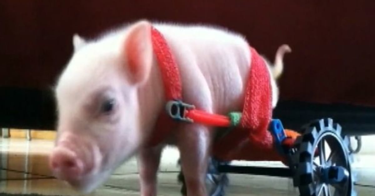 ‘Wheely’ cute pig in ‘wheelchair’ wins over web